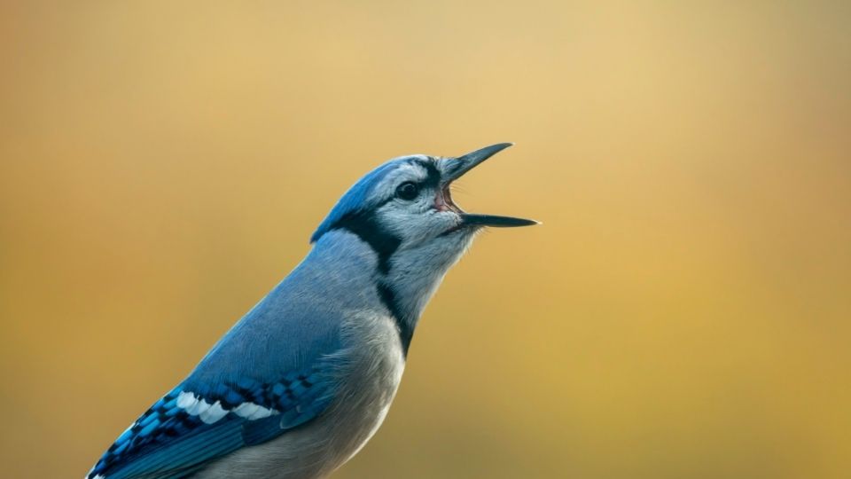 blue jays sound and song