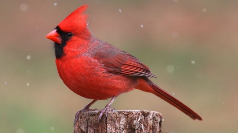 The Most Common Types Of Cardinal Birds In The US