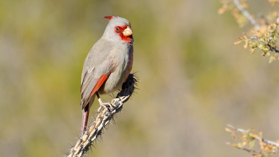 cardinals red cardinals desert caridinals 6