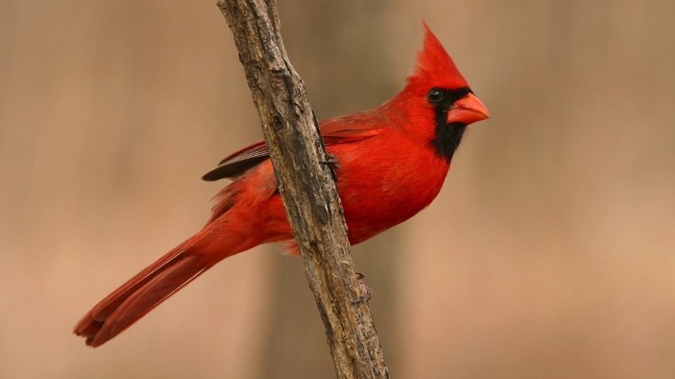 Northern Red Cardinal bird perched on a wooden branch in North Carolina.