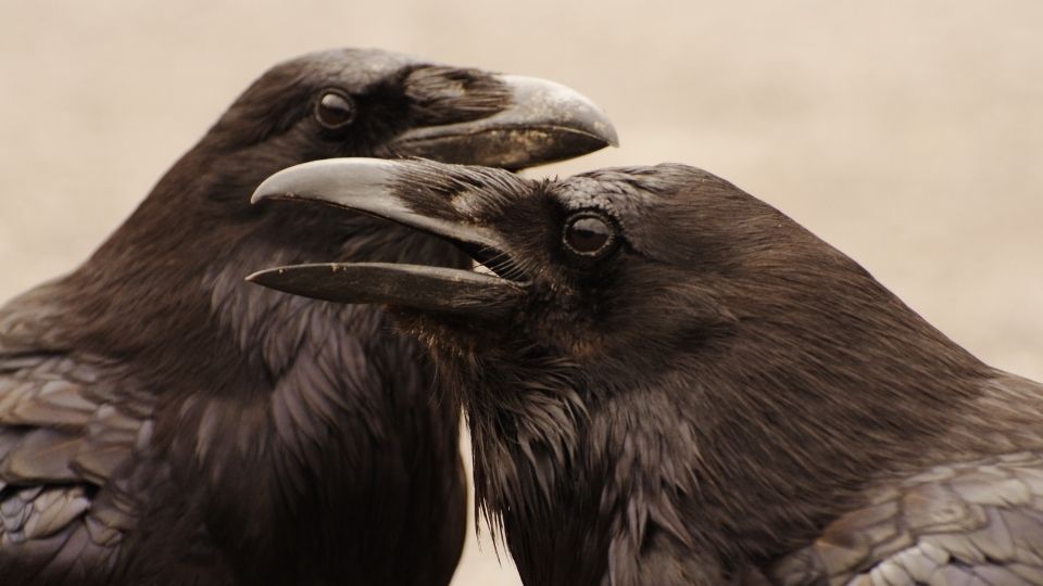 crows displaying mating behaviors