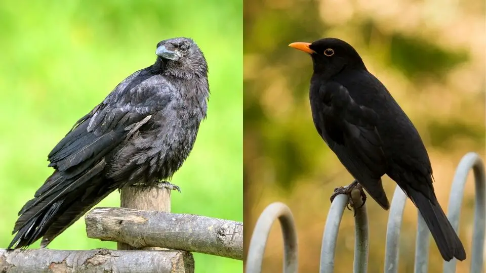 crow vs. blackbird