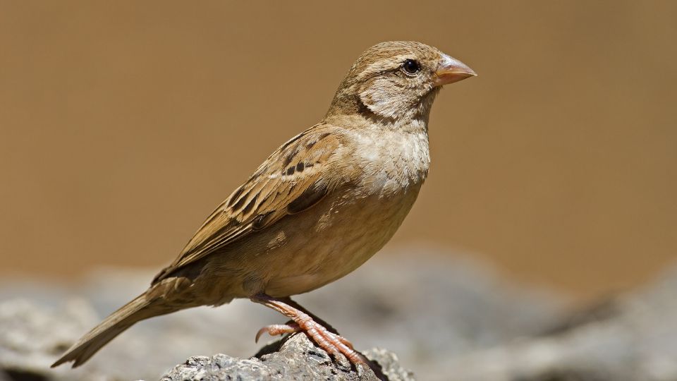 house-sparrow-vs-house-finch