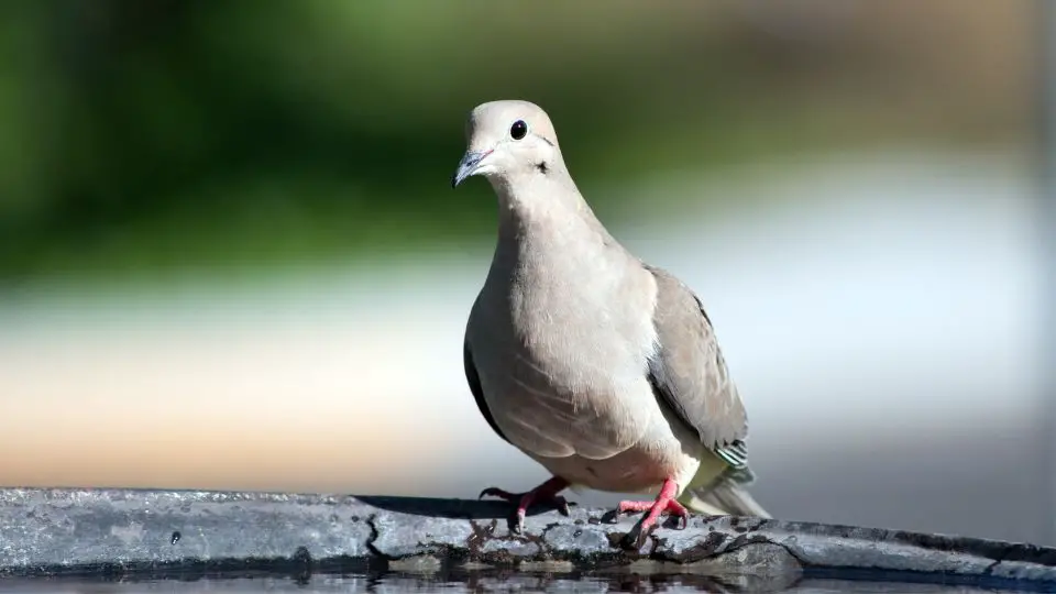 Tan and creme mourning dove