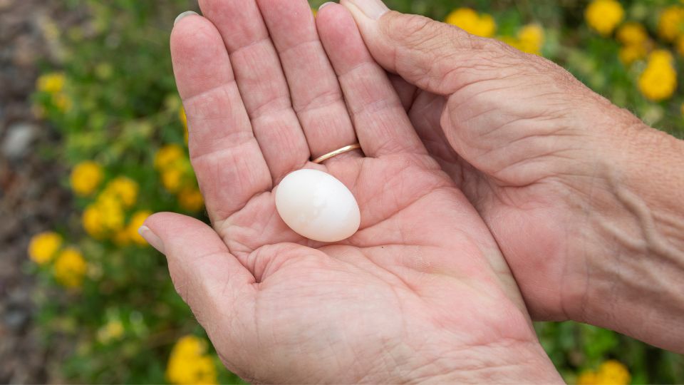 delicate small white dove egg being held in the palm of a hand. 