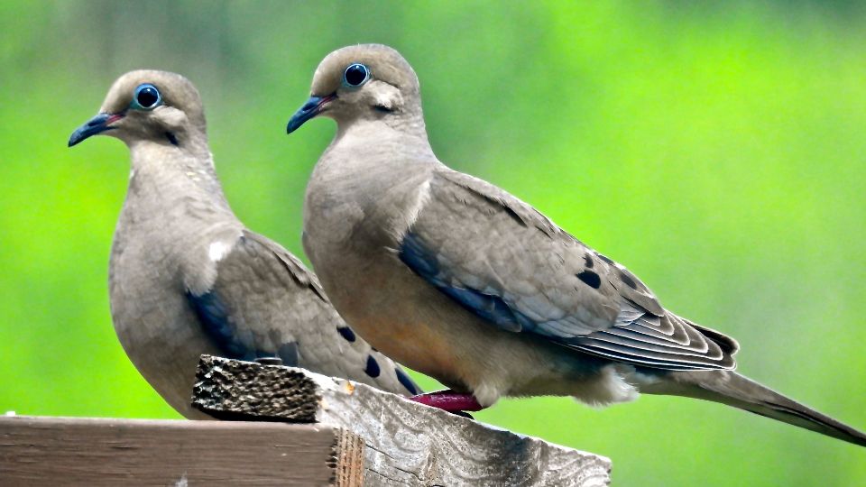 do doves mate for life