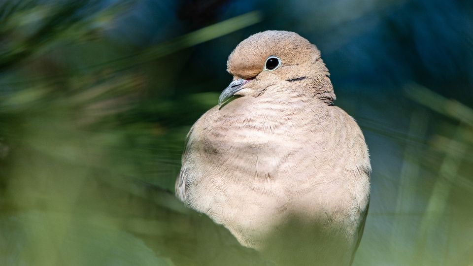 beautiful tan and creme morning dove cautiously looking at camera behind brush