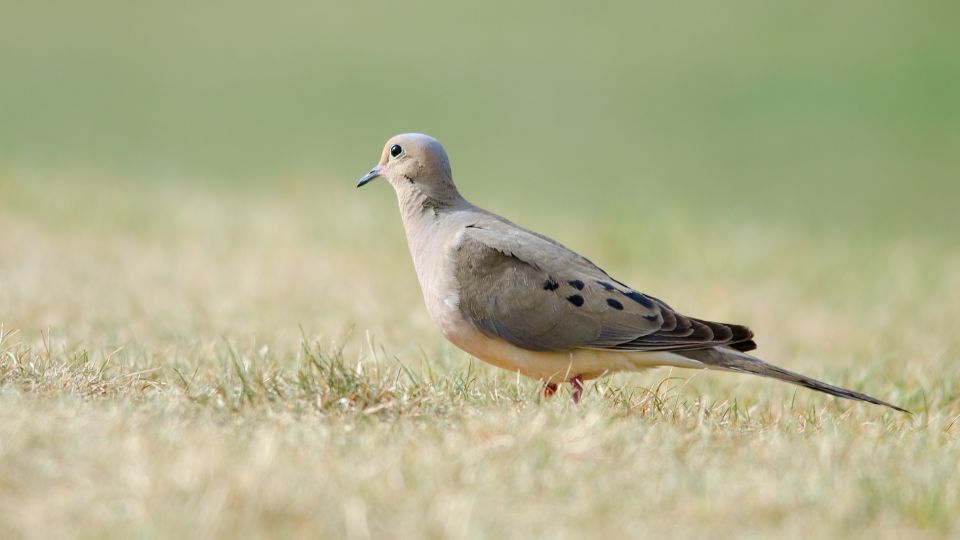 a single mourning dove