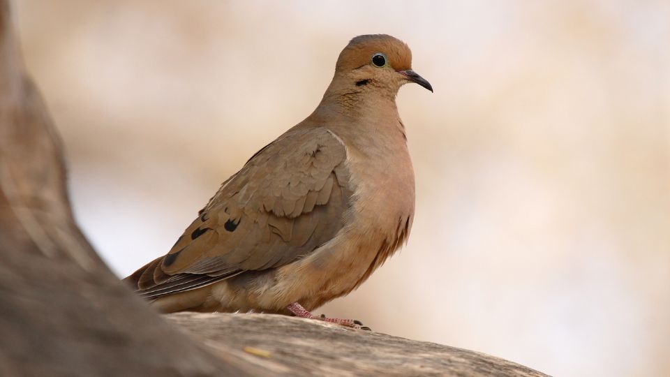 What Does Finding A Dead Dove Mean