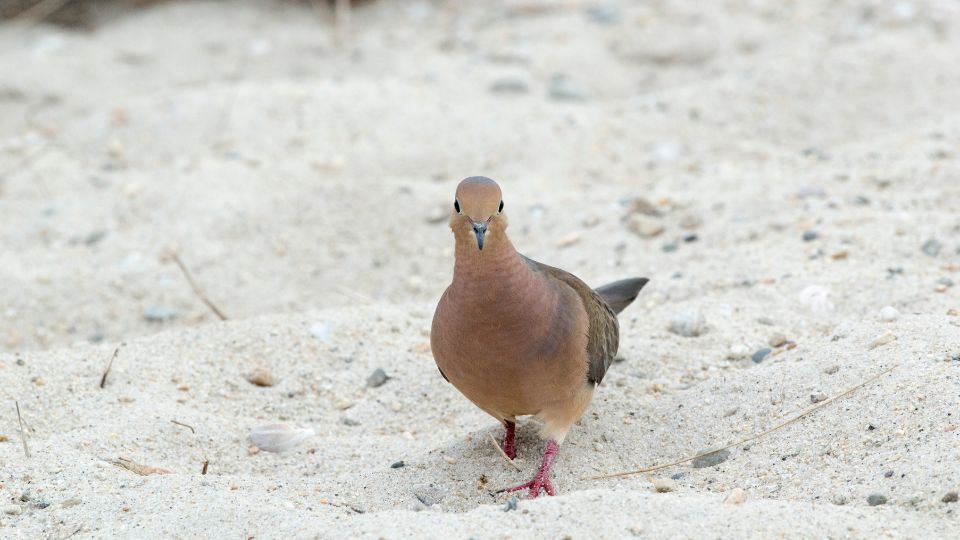 mourning dove meaning