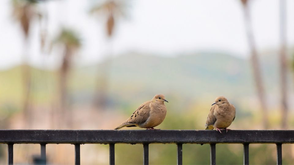 mourning doves sitting together