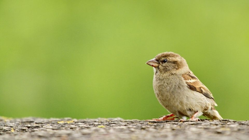 Sparrow on the ground