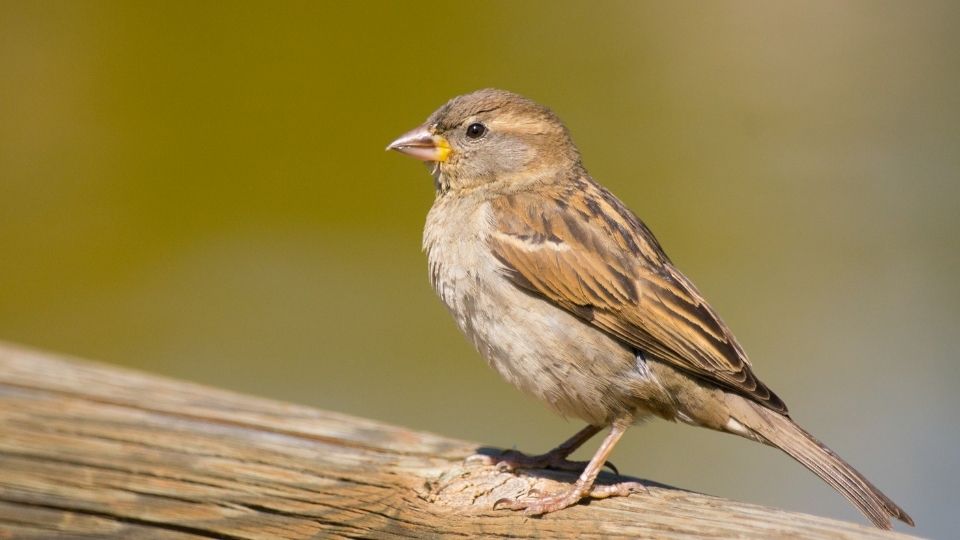 Sparrow sitting on a perch