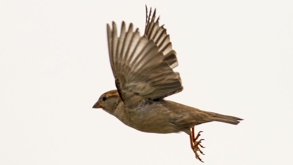 House sparrow flying displaying wing span