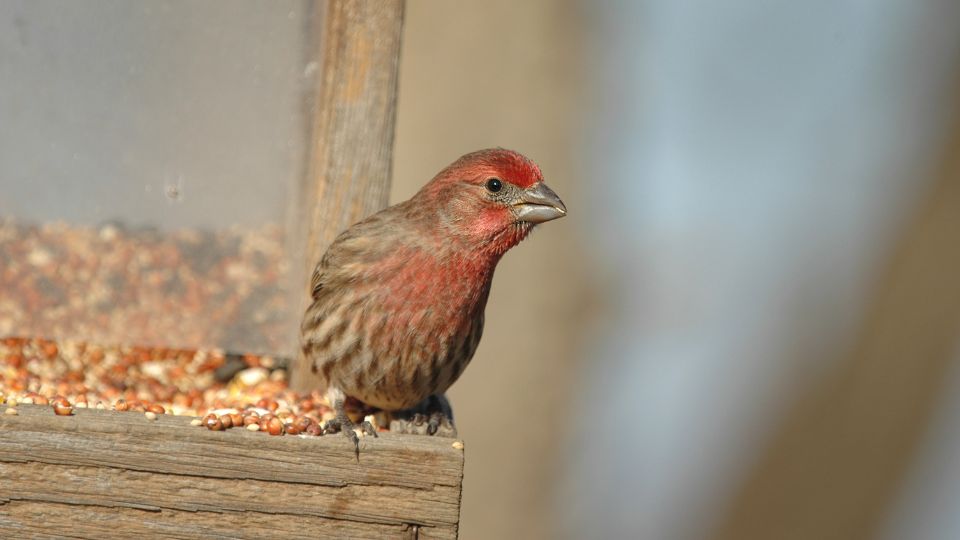 male house finch gathering seeds