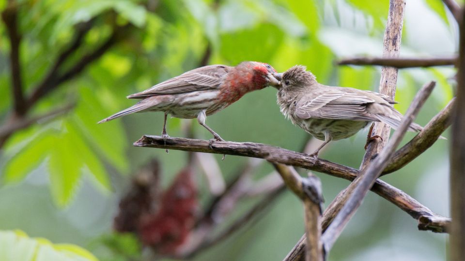 Male house finch feeding a prospective mate