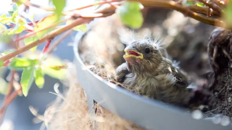 finches-mating-habits-nesting-eggs-songbirdhub