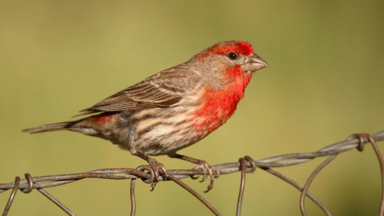 House Finch Vs Purple Finch: Key Differences - SongbirdHub