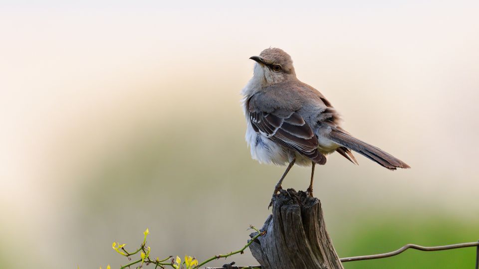 mockingbird standing in the distance on a tree stump
