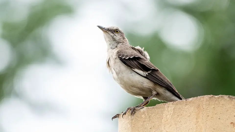 The Meaning Of Mockingbird Symbolism And References
