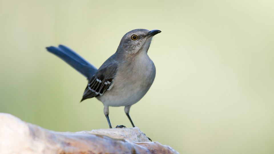 What Is The Word Mockingbird Mean