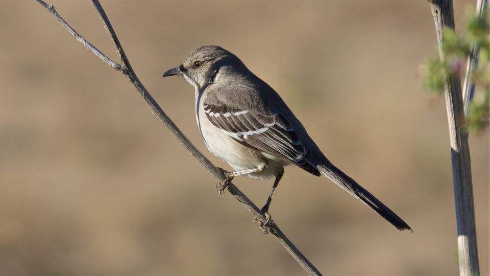 mockingbird on a branch