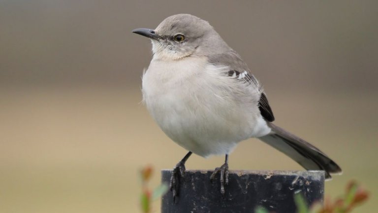 what-do-mockingbirds-sound-like-song-sounds-songbirdhub