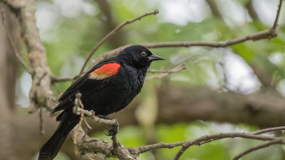 red winged blackbird 16