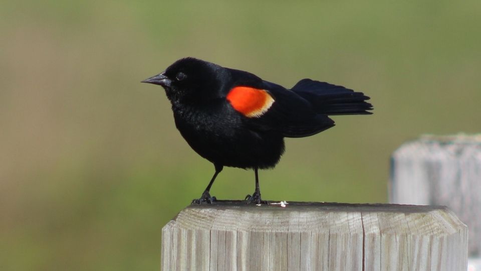 red winged blackbird song