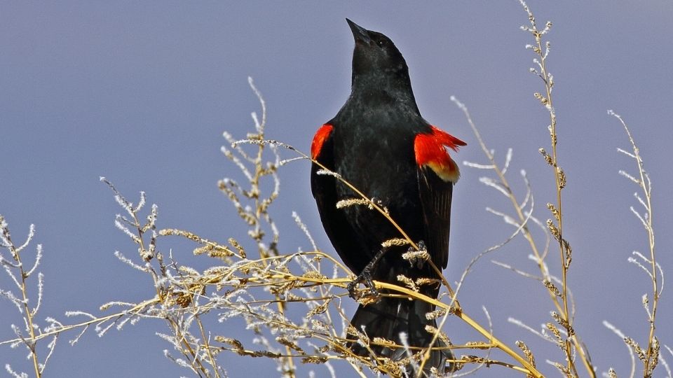 red winged blackbird meaning