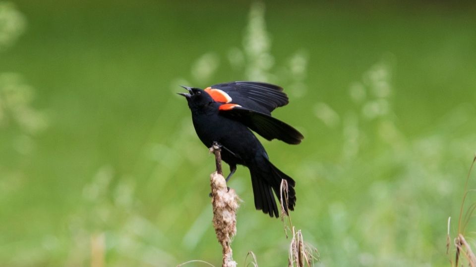 red-winged blackbird cawing and calling
