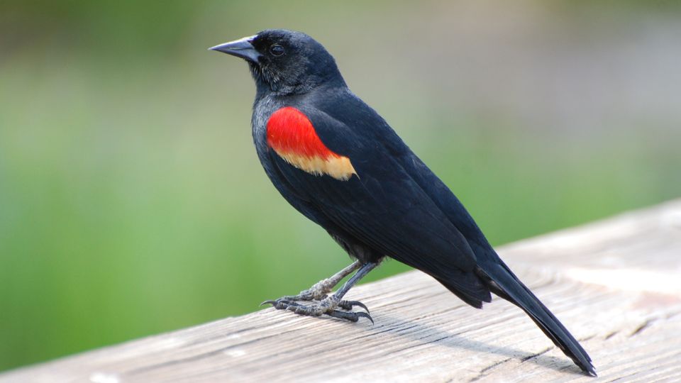 red-winged blackbird nest