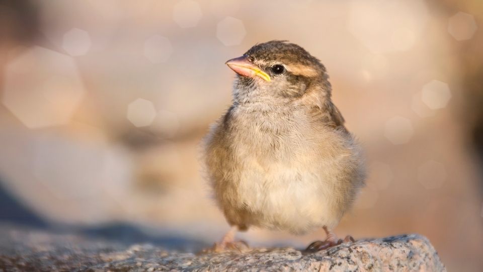 Feeding Raising A Baby Sparrow