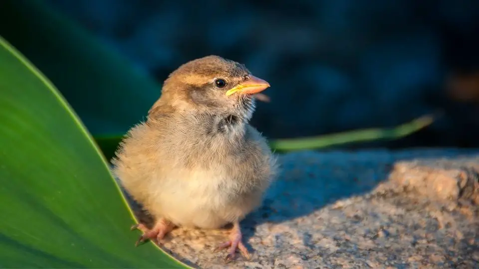 sparrow baby sparrows fell out of the nest what to feed a baby sparrow 7