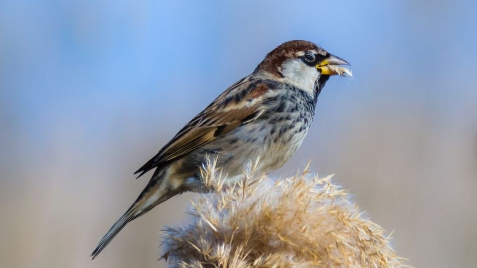 Sparrow sitting on top of plant material eating