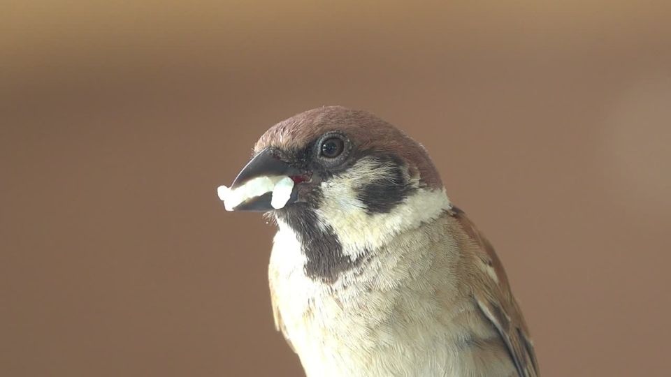 Sparrow songbird with grains of rice in beak
