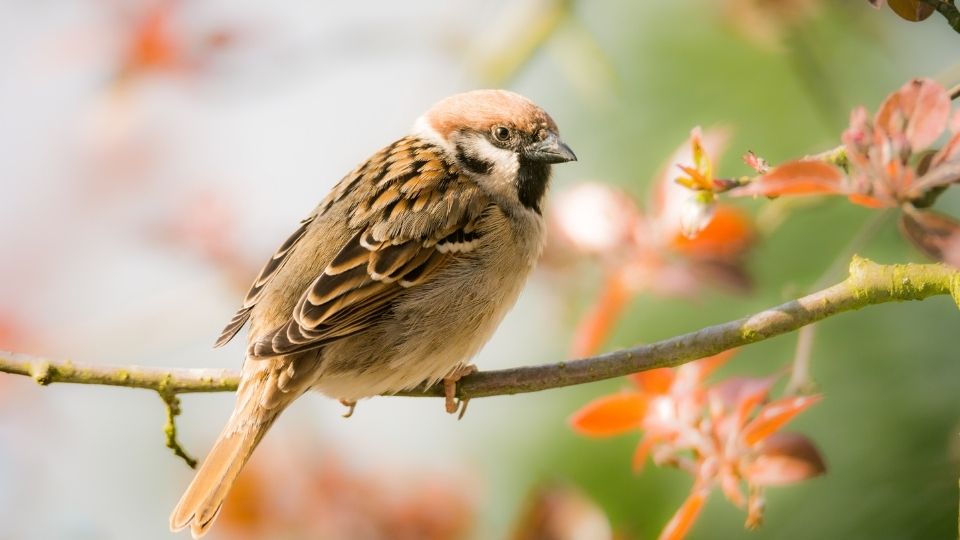 Wren Vs Sparrow These Are The Key Differences