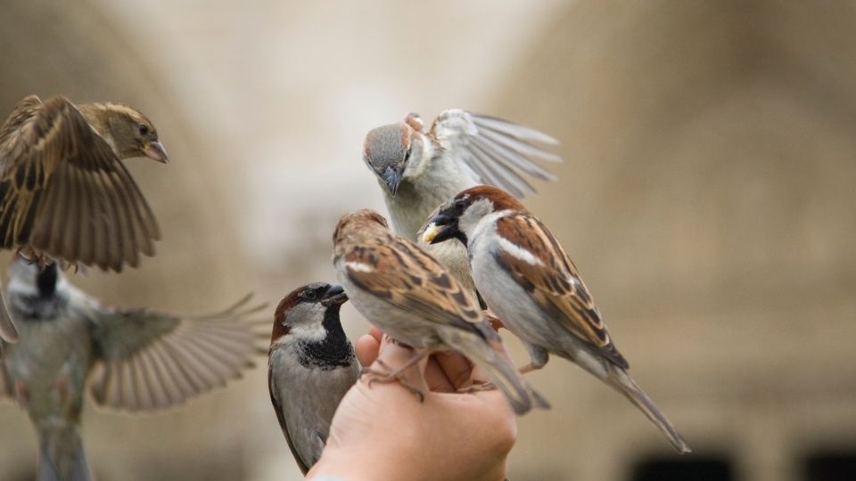 Flock of Sparrows feeding from the hand of a person