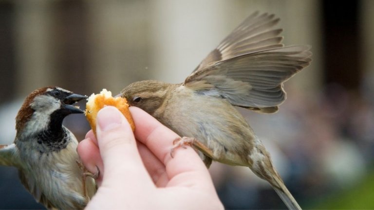 A Complete Guide On Feeding Any Type Of Sparrow