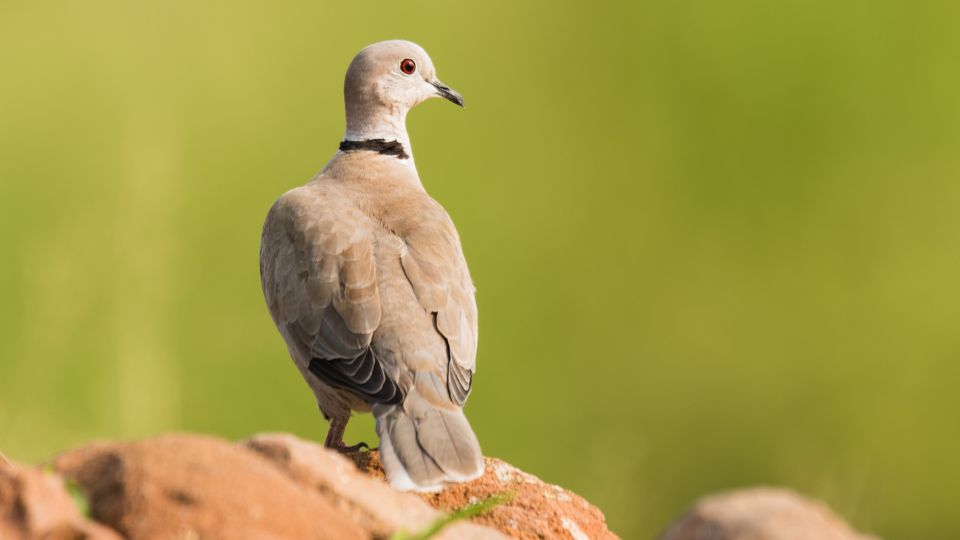 Eurasian dove is a type of dove that is also considered as a game bird. 