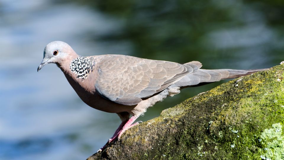 Beautiful spotted dove with very distinct black and white markings around its neck.