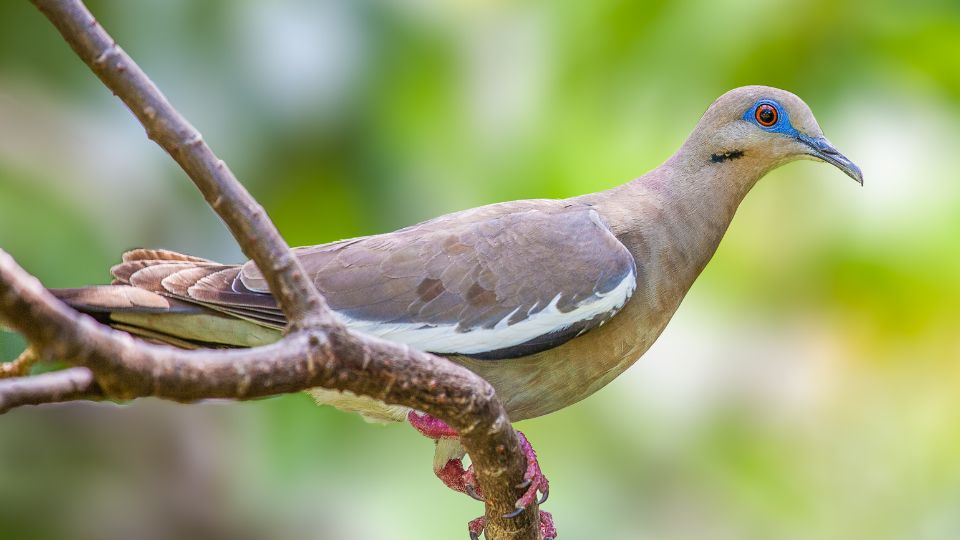 types of doves white winged dove