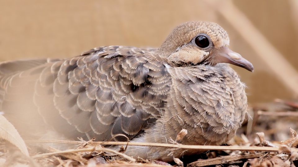 where do mounring doves sleep 1