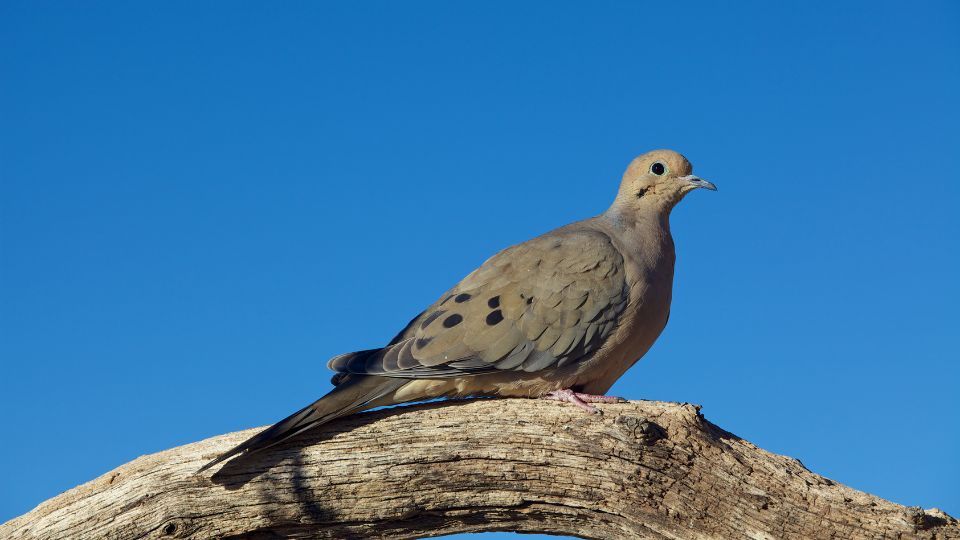 mourning doves perched on a branch