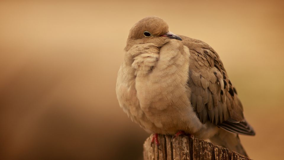 where do mounring doves sleep