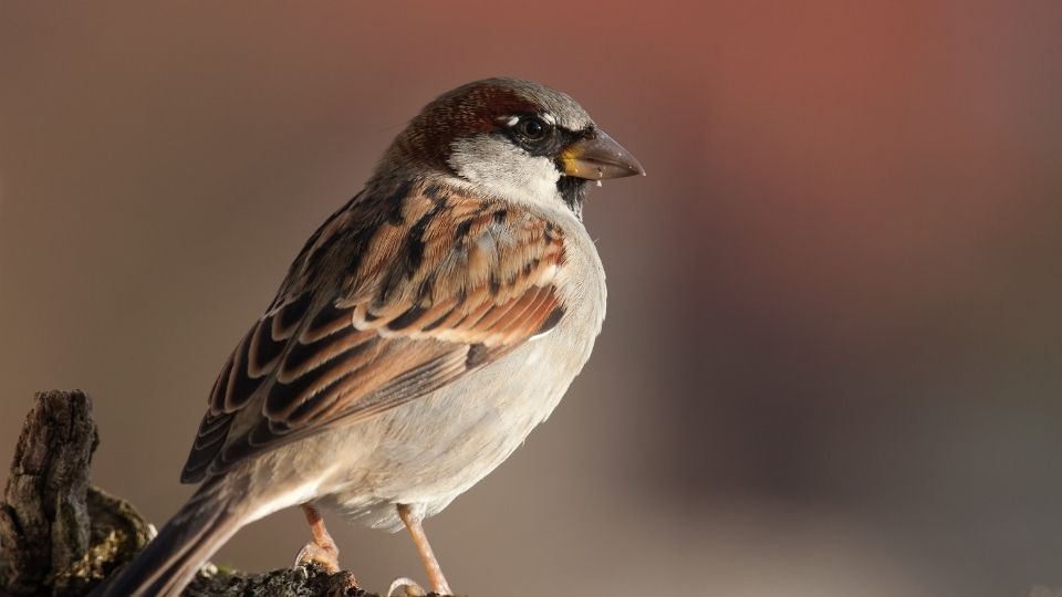 house sparrows