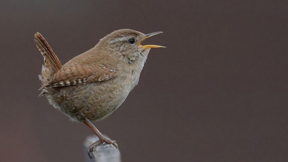 wren perched and singing with it's tail positioned upward. 