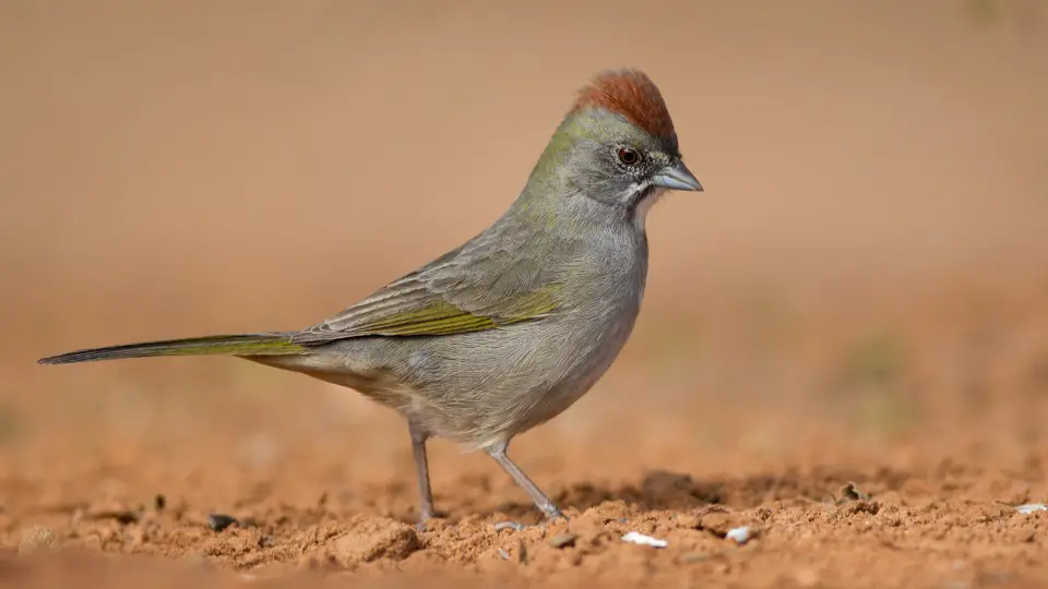6 Types of Towhee Birds & How to Identify Each 6 SongbirdHub