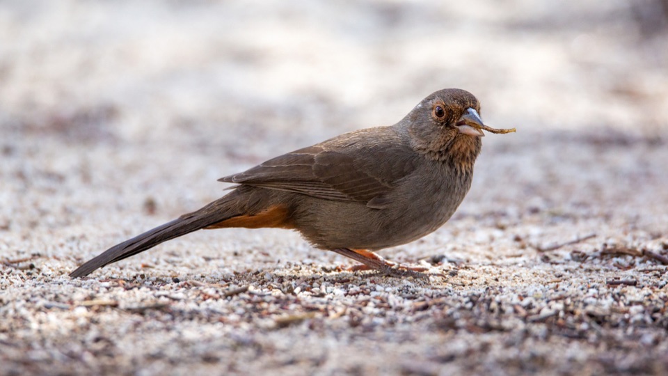 6-types-of-towhee-birds-eastern-towhee-identification