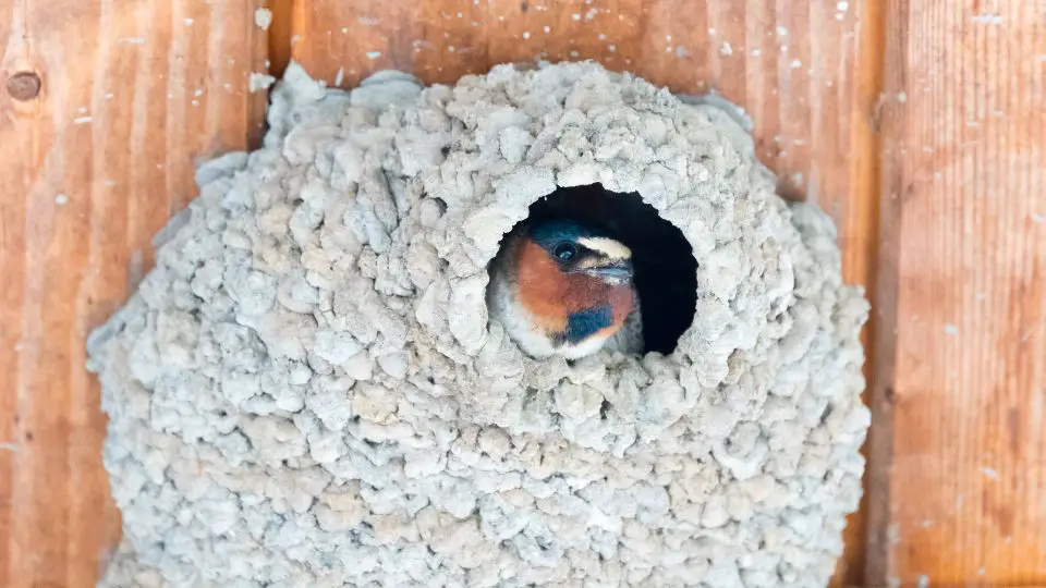 natural swallow birdhouse made from mud